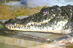 G5-krokodyl-nilsky-modrooky-piebald