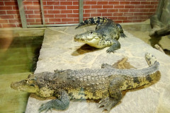 IMG_20231013_141207upr