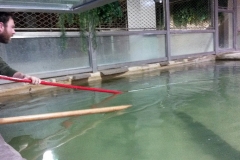 2. vejce snesla samice Ganga do bazénu s hloubkou vody 1m, ošetřovatelé museli být dva, jeden