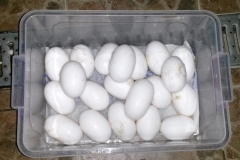 4. vajíčka v příruční přenosce ihned po sběru