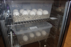 5. vejce byla umístěna do inkubátoru, 18 je v inkubátoru v zázemí zoo