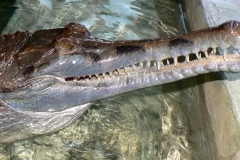 14 Sundský gaviál[1]
