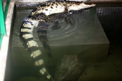 3 Páření filipínských krokodýlů